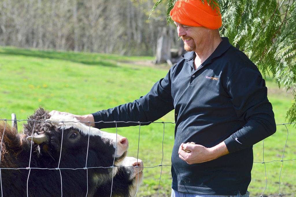 Farmer Steven Young offers alfalfa cookies to his charges at Yaks in the Cradle in Quilcene. (Diane Urbani de la Paz/for Peninsula Daily News)