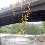 The rubber ducks are tossed into the river for at this years annual Duck Derby. Evan Pappas/Staff Photo
