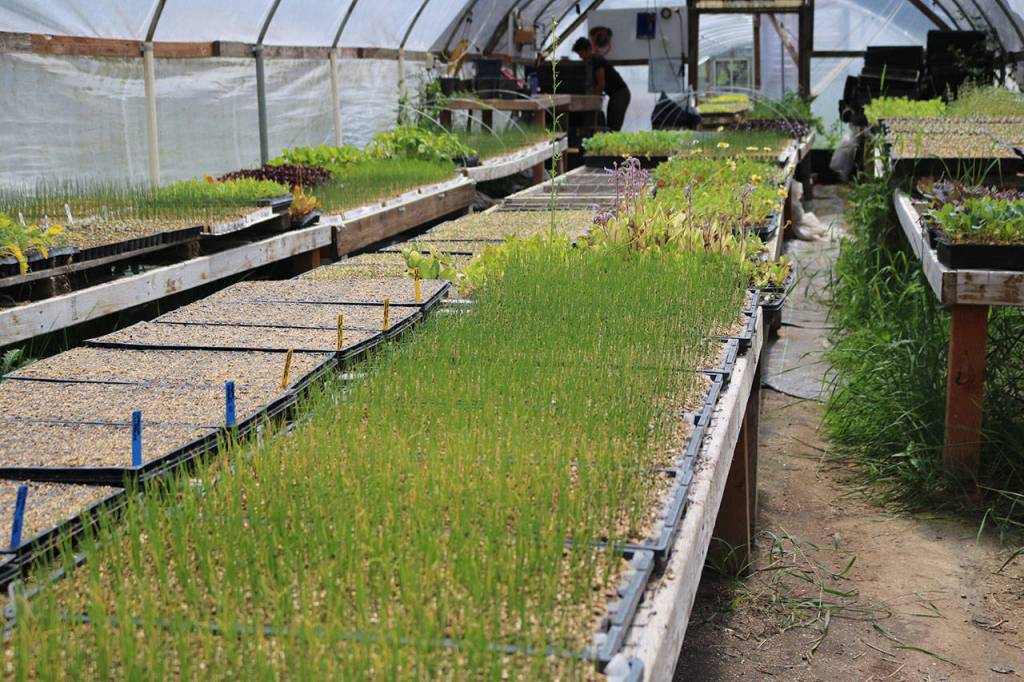 The many hurdles from farm to table