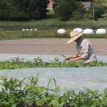 Meredith Molli harvests kale at the Goose and Gander Farm near Carnation. The 60-acre farm had a dilapidated drainage system before she purchased it. Aaron Kunkler/Staff photo