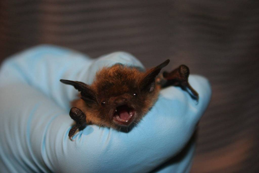 A U.S. Fish and Wildlife Services biologist holds a little brown bat. Ann Froschauer/USFWS