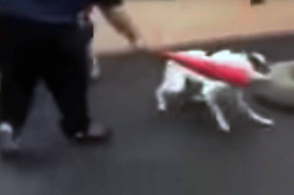 A video has surfaced which shows a trainer at Bothells Academy of Canine Behavior hitting a dog with a plastic bat.