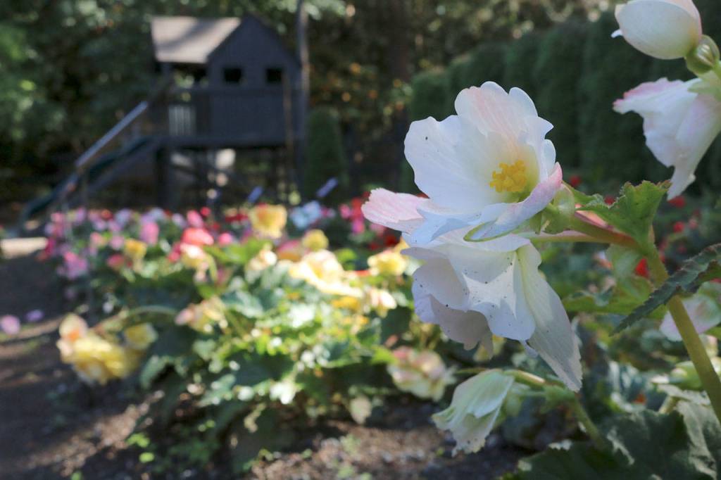 Sunlight creeps through the trees on to the patch of Begonia flowers. Evan Pappas/Staff Photo