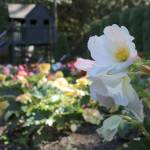 Dahlia Barn has another successful summer in North Bend