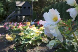 Dahlia Barn has another successful summer in North Bend