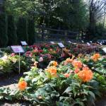 The Dahlia Barn features a patch of Begonia flowers on the right side of the barn. Evan Pappas/Staff Photo