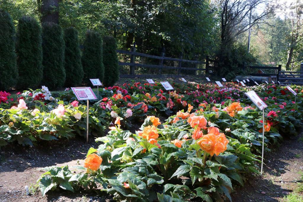 The Dahlia Barn features a patch of Begonia flowers on the right side of the barn. Evan Pappas/Staff Photo