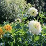 Ginger Snaps and Citron De Caps are some of the featured flowers at the North Bend location. Evan Pappas/Staff Photo