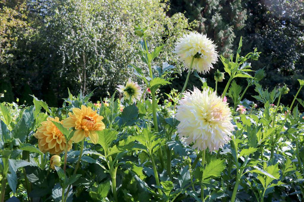 Ginger Snaps and Citron De Caps are some of the featured flowers at the North Bend location. Evan Pappas/Staff Photo