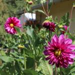 Purple Mystery are planted in the front yard of the Dahlia Barn. Evan Pappas/Staff Photo