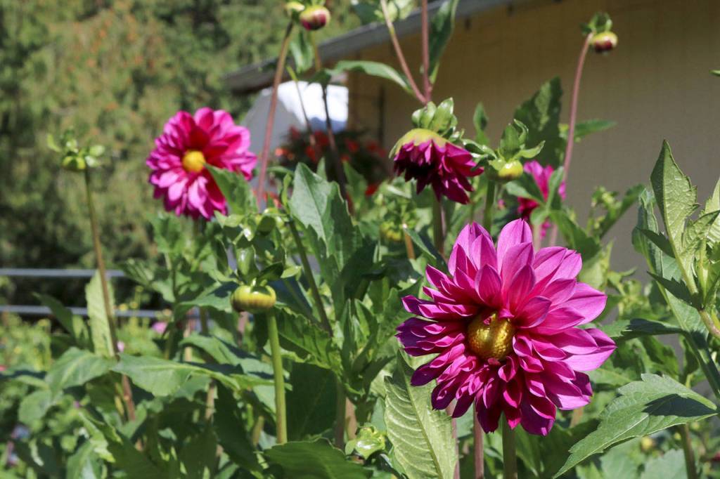 Purple Mystery are planted in the front yard of the Dahlia Barn. Evan Pappas/Staff Photo