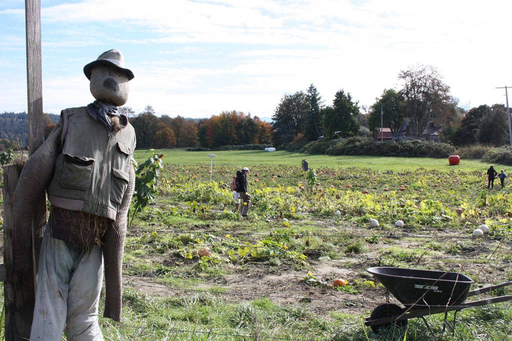 Where to pick up a pumpkin this October