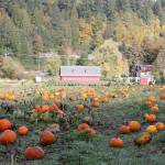 Where to pick up a pumpkin this October