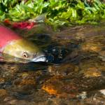 Millions in grants will go to protect salmon