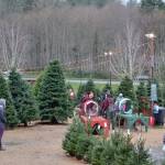 U-cut and pre-cut Christmas trees around the Snoqualmie Valley