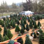 U-cut and pre-cut Christmas trees around the Snoqualmie Valley