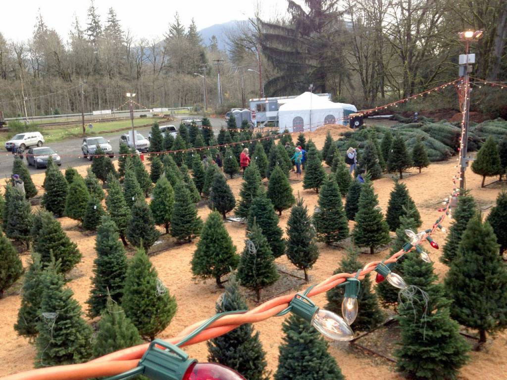 U-cut and pre-cut Christmas trees around the Snoqualmie Valley