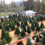 U-cut and pre-cut Christmas trees around the Snoqualmie Valley