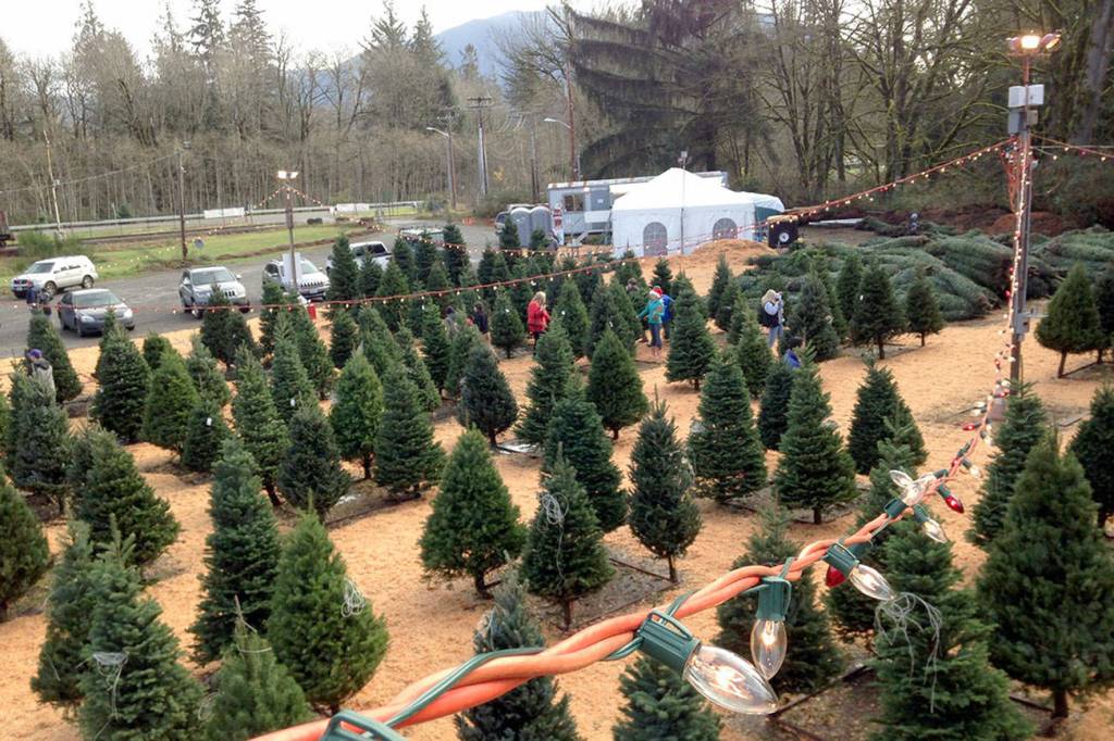 U-cut and pre-cut Christmas trees around the Snoqualmie Valley