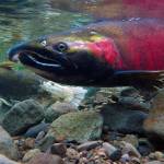 A coho salmon. Flickr/Bureau of Land Management