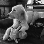 Phoebe takes a break in one of four of her doggy beds at the Snoqualmie Fire Department. Ashley Hiruko/staff photo.