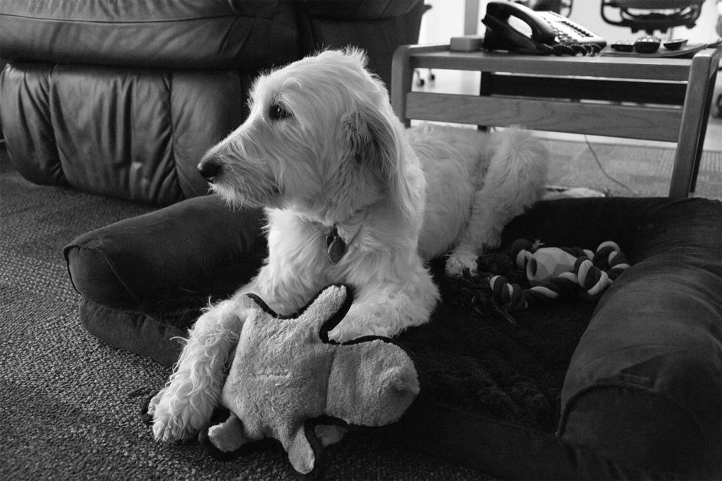 Phoebe takes a break in one of four of her doggy beds at the Snoqualmie Fire Department. Ashley Hiruko/staff photo.