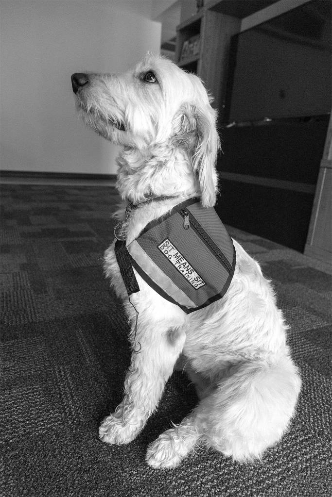 Phoebe sports her work vest in the Snoqualmie fire station. She wears the vest when shes out at public events or when tours come by the fire station. Ashley Hiruko/staff photo.