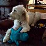 Phoebe takes a break in one of four of her doggy beds at the Snoqualmie Fire Department. Ashley Hiruko/staff photo.