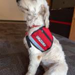 Phoebe sports her work vest in the Snoqualmie fire station. She wears the vest when shes out at public events or when tours come by the fire station. Ashley Hiruko/staff photo.