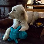 Phoebe takes a break in one of four of her doggy beds at the Snoqualmie Fire Department. Ashley Hiruko/staff photo
