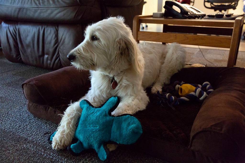 Phoebe takes a break in one of four of her doggy beds at the Snoqualmie Fire Department. Ashley Hiruko/staff photo