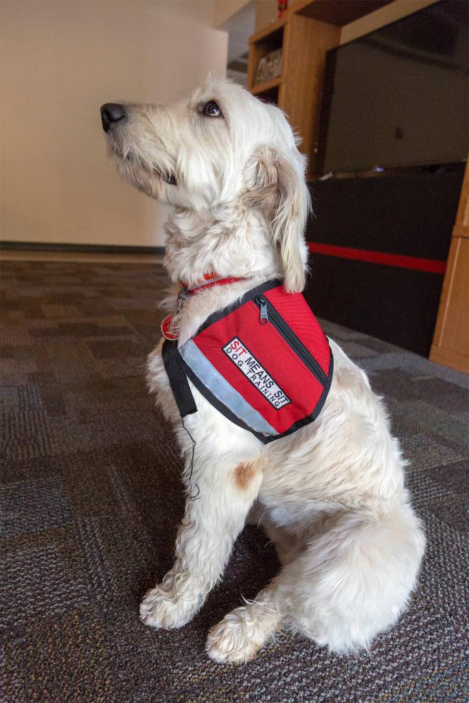 Phoebe sports her work vest in the Snoqualmie fire station. She wears the vest when shes out at public events or when tours come by the fire station. Ashley Hiruko/staff photo