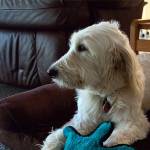 Snoqualmie Fire Department welcomes new therapy dog