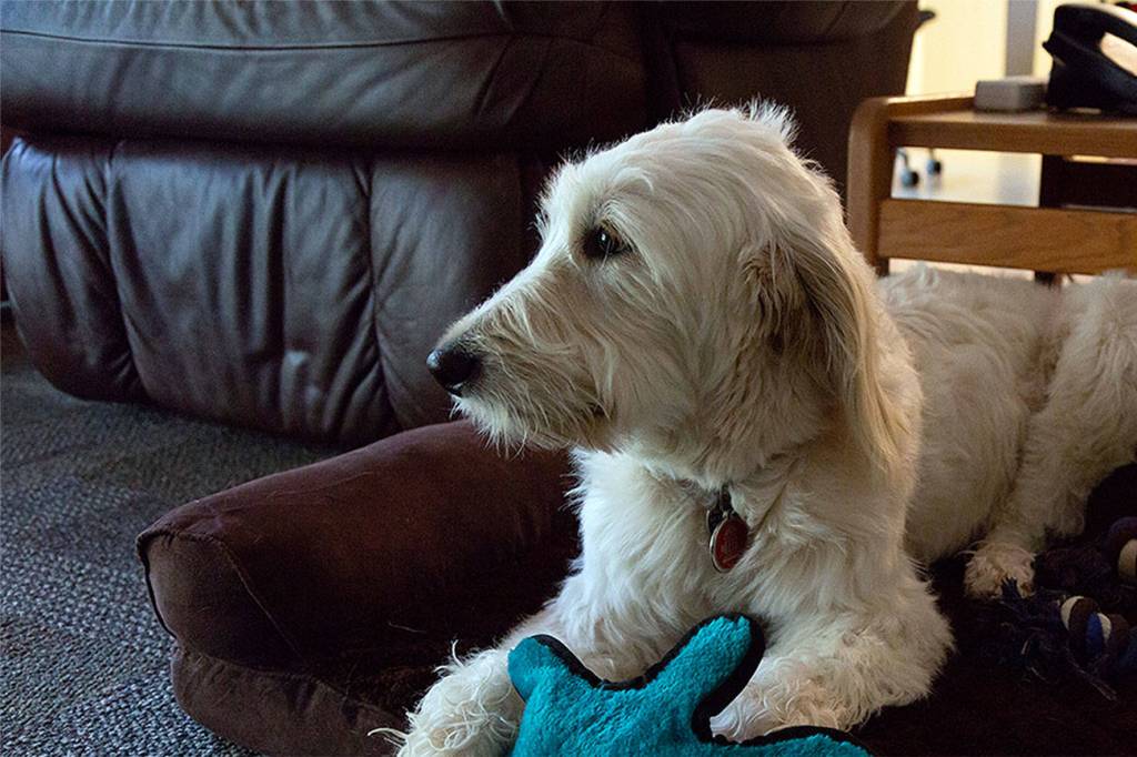 Snoqualmie Fire Department welcomes new therapy dog
