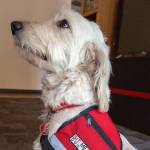 Snoqualmie Fire Department welcomes new therapy dog