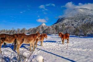 Photo by Brian Davis of North Bend.