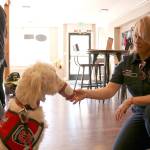 Snoqualmie Fire Dept. therapy dog, Phoebe, enjoys a puppuccino. Stephanie Quiroz/staff photo