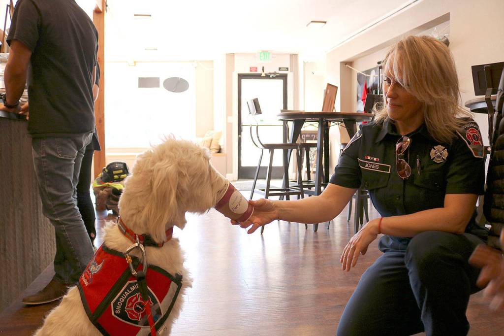 Snoqualmie Fire Dept. therapy dog, Phoebe, enjoys a puppuccino. Stephanie Quiroz/staff photo