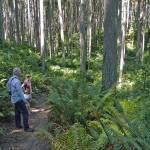 Walkers rest amid the trees at Island Center Forest on Vashon Island, which is part of King County. Many trees around Western Washington are struggling, including Western hemlock on Vashon, likely from drought stress. Photo by Susie Fitzhugh
