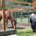 Stephanie Quiroz/staff photo                                Deanna Hyatt feeds her mustang, Nova, in order to gain her trust.