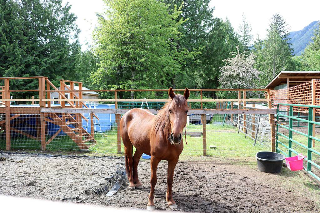 Nova is a 4-year-old mustang from Oregon. She is being trained to compete in the Washington Mustang Madness-100 Day Mustang Challenge. Stephanie Quiroz/staff photo
