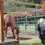 Stephanie Quiroz/staff photo                                Deanna Hyatt feeds her mustang, Nova, in order to gain her trust.