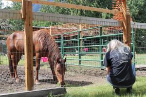Stephanie Quiroz/staff photo                                Deanna Hyatt feeds her mustang, Nova, in order to gain her trust.