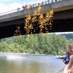 1000 duck are thrown into the Snoqualmie River for the 2019 Duck Derby. Attendees purchase a duck and receive prizes based on their finish in the race down the river. All proceeds were donated to Fall City Elementary. Evan Pappas/Staff Photo