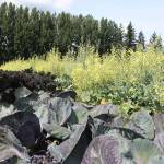 Margaret Hindle, a farmer with the SnoValley Tilth Experience Farming Project, walks along a row of purple cabbage at her plot near Carnation. Aaron Kunkler/staff photo