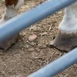 Horse hooves need to be trimmed on a regular basis and is a major task involved with horse management. Improper management of a horses hooves can lead to lameness. Ashley Hiruko/staff photo