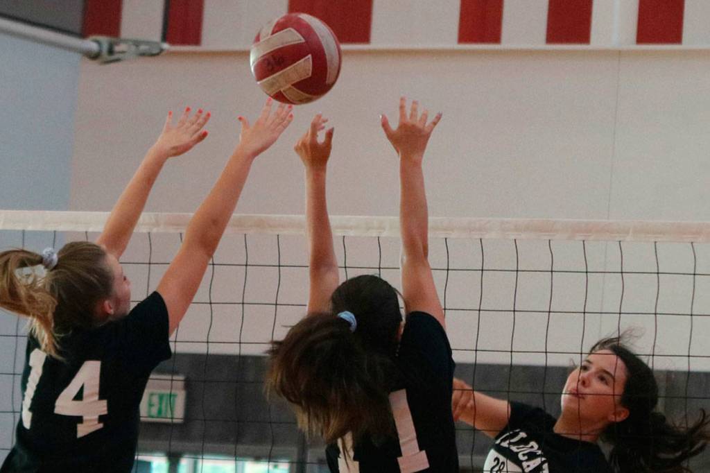 Wildcats unleashed on the volleyball court