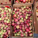 Cider making is in season