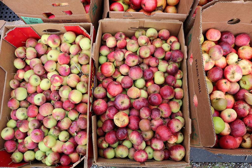 Cider making is in season