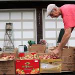 Greg Giuliani picks apples from his orchard to make cider. Giulianis apples are all special variations of apples. Giuliani grafted his trees to produce unique apple variations.